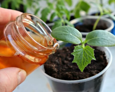 Цибулевий настій для розсади, кадр з відео