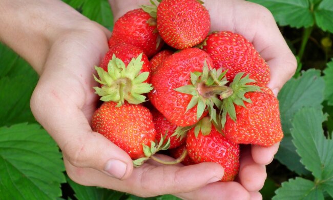 полуниця, фото Pxhere