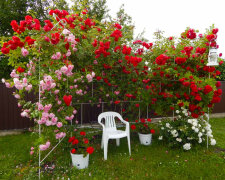 Роза плетистая, сад, садоводство. Фото Лизгард