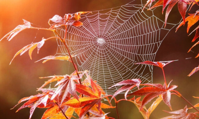 Дождевики – на крючок: Киеву обещают бабье лето уже к концу сентября