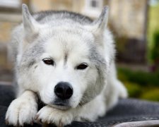 Четвероногий грязнуля устроил жесткий протест против воды, сети расплакались от его жалостливых криков. Купание — это зло