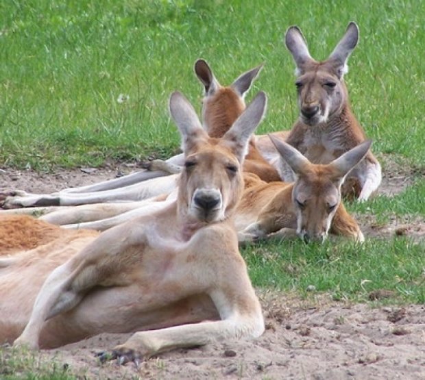 У стеснительных кенгуру мало друзей