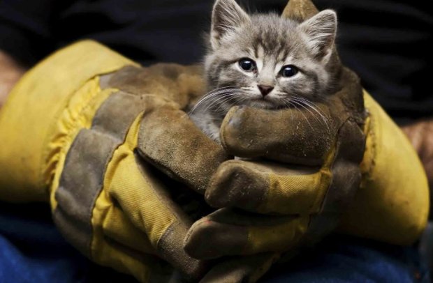 У Днепре кот оказался в смертельной ловушке: спасали всем городом, - кадры второго рождения пушистика