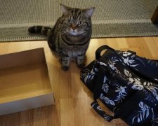 "Котячий космоліт" банкіра підкорив мережу