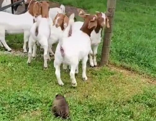 Єнот заганяє кіз у загін, скрін з відео