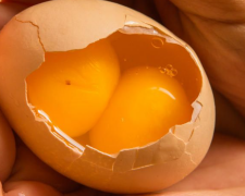 Яйцо с двумя желтками, кадр из видео