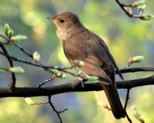 4 червня: яке сьогодні свято