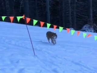 Вовк, фото: скріншот з відео