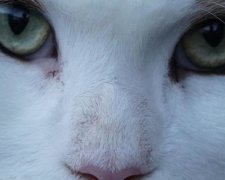 Найбільший мейн-кун Нью-Йорка замахнувся на Книгу рекордів Гіннеса