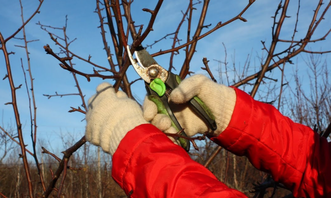 Обрезка деревьев, кадр из видео