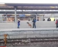 Поліцейський пес зіштовхнув пасажирку на рейки метро (відео)