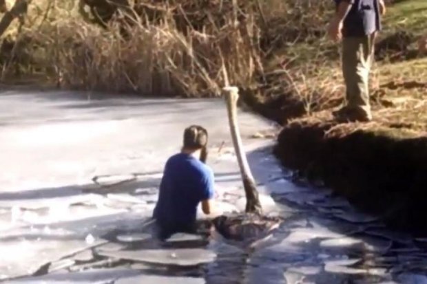 Как спасали страуса из-под льда (видео)