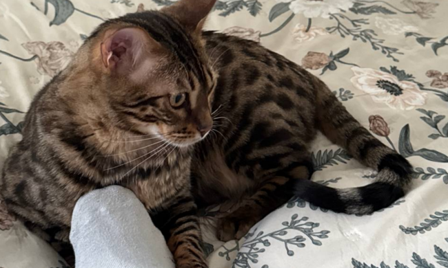 Котик, фото: Знай.ua