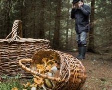 Сезон відкрито: 4 способи відрізнити отруйні гриби від їстівних
