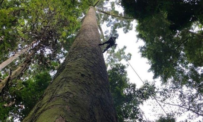 Вчені знайшли гігантське дерево-рекордсмена: альпіністи здійснюють сходження на верхівку