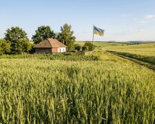 Федот Урожайник поле пшениця червень