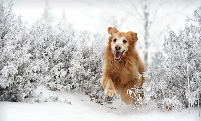 Найкращі меми на 18 січня: пепсі з колою і фото з 2009 року