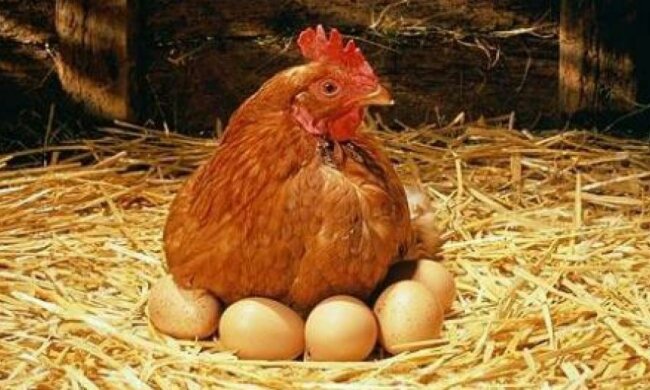 Крим залишився без контрабандної курятини