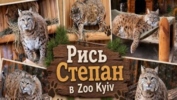 Рись Степан у Київському зоопарку