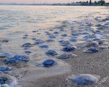 Пляжі Одеси заполонили жахливі медузи (фото)