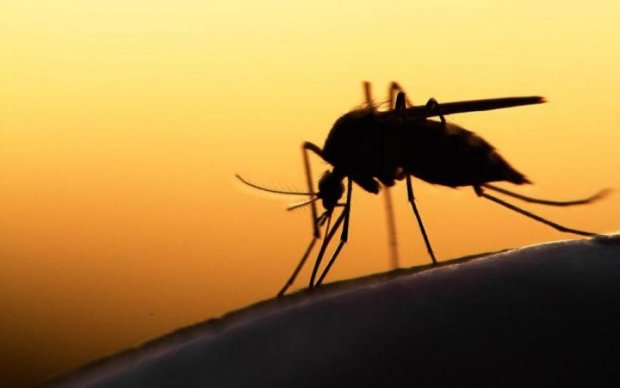 Бактерии помогут избавиться от назойливых комаров