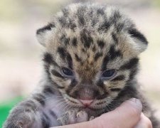 Американський зоопарк показав унікального малюка