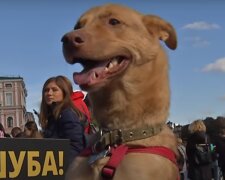 У Тернополі будуть поїти тварин - сьорбни водички, Рекс