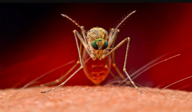 Хмари комарів з Нібіру готові знищити людство: уфологи попередили про віруси смертельних захворювань