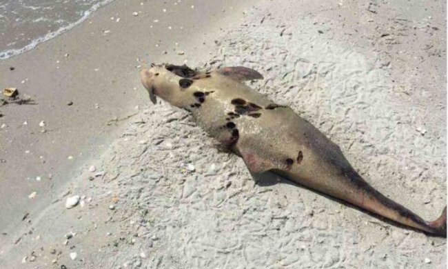 Жуткие кадры: браконьеры провоцируют вымирание дельфинов на Одесчине