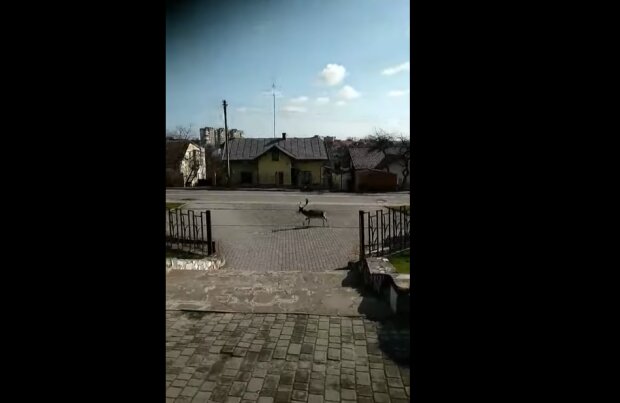 По улицам Трускавца разгуливает олень, скриншот видео