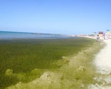 Брудні пляжі Херсонщини шокують відпочиваючих