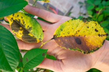 Розы, фото из свободных источников