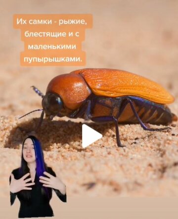 История про жуков, скриншот: TikTok