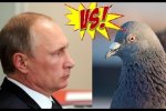 Я голуб, але в мене дуже потужні залізні крила! - Путін