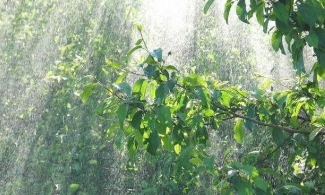 Традиционный Пасхальный дождь отменяется