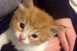 Котенок, фото ClevelandKitty