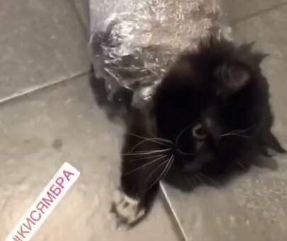 В Харькове живодерка замотала кота в скотч и засняла издевательства на видео - когда хозяин хуже врага
