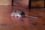 Мышь. Фото: скрин youtube