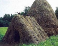 Як побудувати безкоштовне житло у лісі