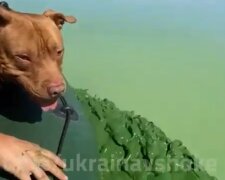 Цвіте вода в Дніпрі, скріншот з відео