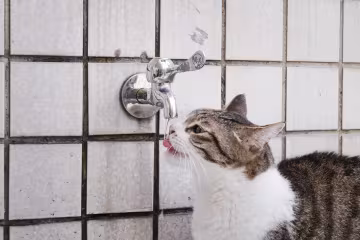 Кот пьёт воду / фото: Pixabay