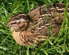 3 липня: яке сьогодні свято