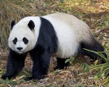Покусаний пандою китаєць відсудив 83 тисячі доларів