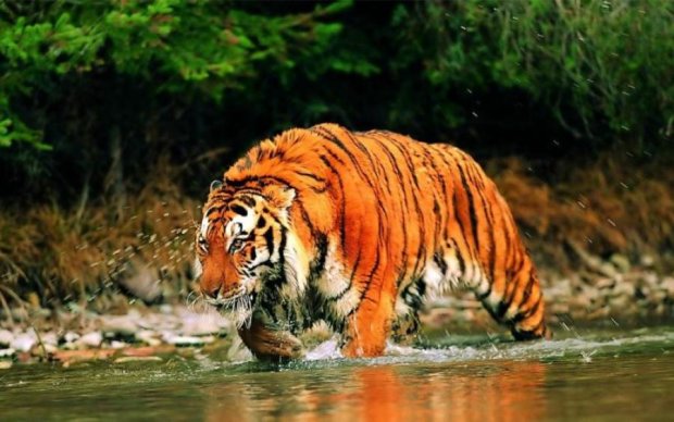 Трагічна картина: тигрів нагодували живою плоттю на очах у дітей