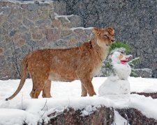 Киевский зоопарк показал реакцию животных на первый снег: фото умилят каждого