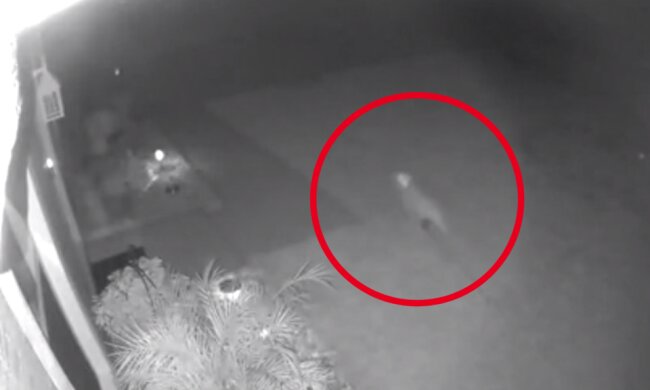 Неизвестно существо, фото: Fox