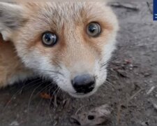 спасенный лисенок, скриншот из видео