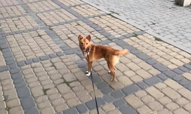 У Франківську отруїли собаку, фото: Facebook Ірина Білитюк