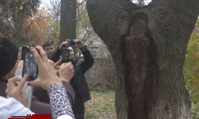 Місцеві жителі розгледіли образ Божої Матері на дереві під Києвом (відео)