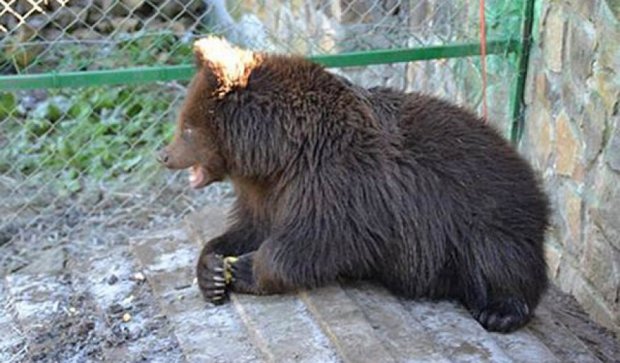 Медведи в «Синевир» ловят осенние солнечные лучи и играют (фото)